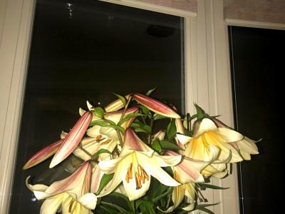 Шторы-плиссе из коллекции Премиум